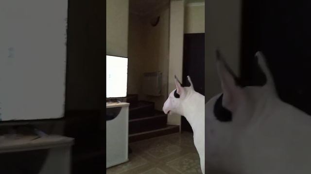 Бультерьер. смотреть онлайн