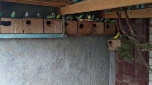 Зимовка волнистых попугаев на улице.