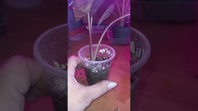 Алоказии, обзор новинок! Что с ними случилось???!!!