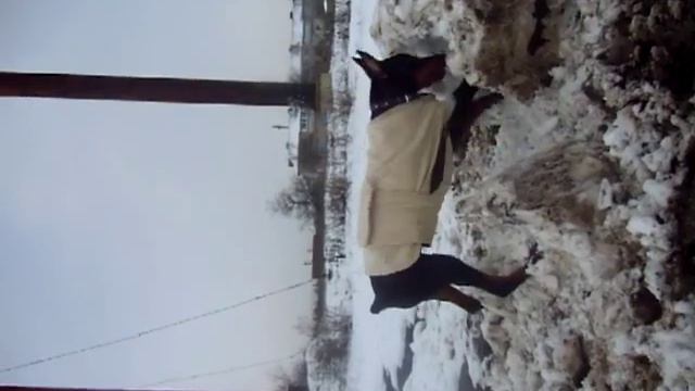 снежные доберманы 4 смотреть онлайн