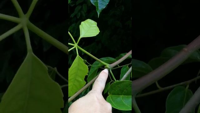 Vitales. Vitaceae. Tetrastigma sp. Rafflesiaceae host plant. Borneo. смотреть онлайн