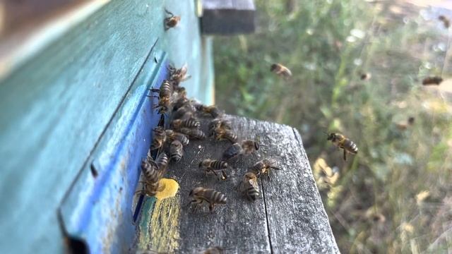 ПЧЕЛИНАЯ ПЕРГА.