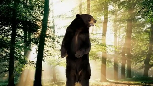 Т/о "Познайка" - видеопрезентация № 2 "Голоса и звуки диких животных (приложение к занятию) смотреть онлайн