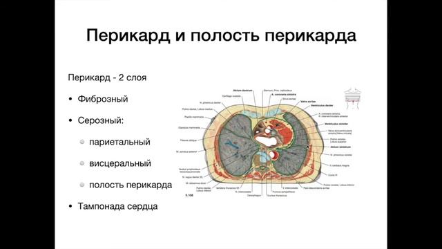 Оболочки сердца - анатомия сердечно-сосудистой системы (ССС) смотреть онлайн