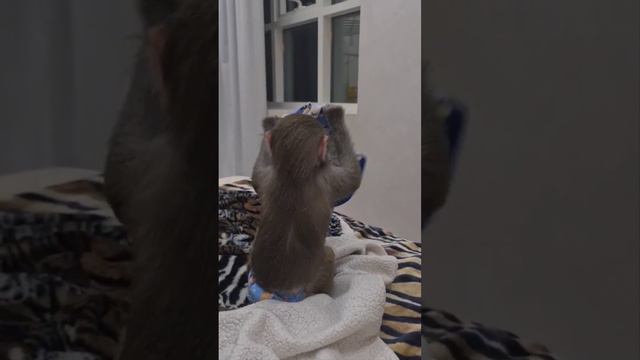 Уникальная гамадрилка🤣 видящая с закрытыми глазами! смотреть онлайн