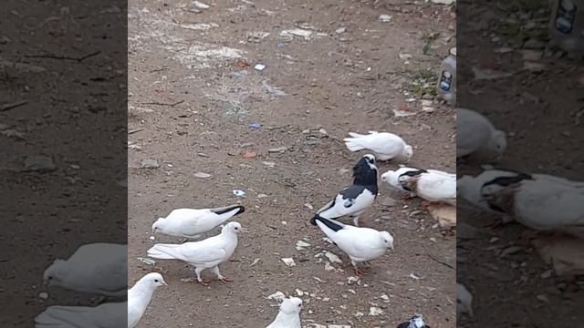 голуби санкт-петербург смотреть онлайн