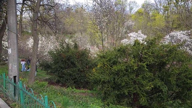 «Старый» Ботанический сад г. Киев, 23.04.2022 смотреть онлайн