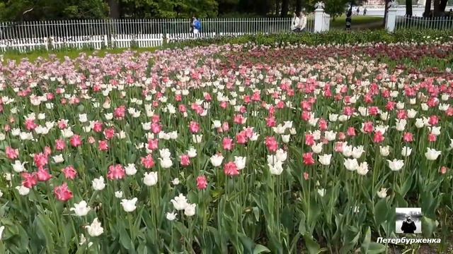 Фестиваль тюльпанов в ЦПКиО смотреть онлайн