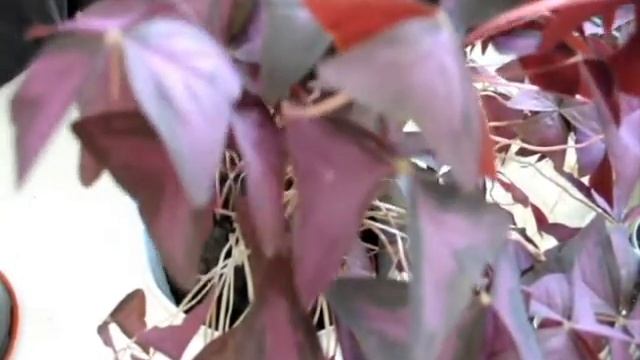 Будни цветовода: Пересаживаю кислицу! смотреть онлайн