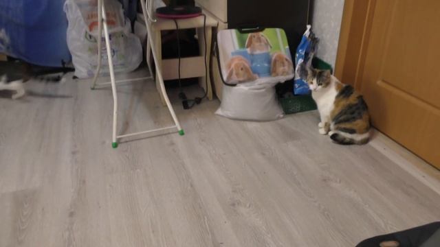 ДВЕ КОШКИ И ДВЕ ШИНШИЛЛЫ/ КТО КОГО БОИТСЯ?