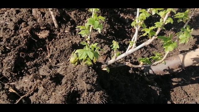 ????САМЫЙ ЛУЧШИЙ СПОСОБ РАЗМНОЖЕНИЯ СМОРОДИНЫ И КРЫЖОВНИКА смотреть онлайн