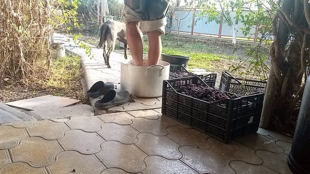 Давлю виноград на сок смотреть онлайн