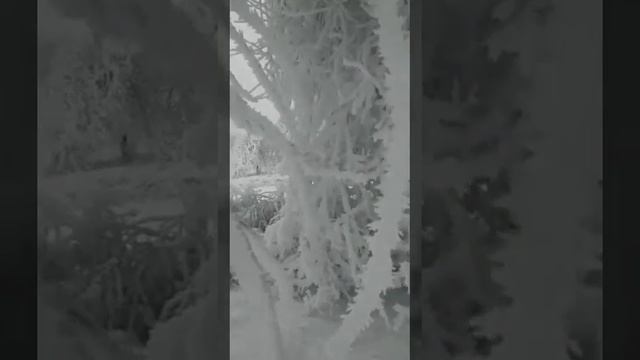 Новогодняя песенка ГЛАЗКИ ЗАКРЫВАЙ БАСОВОЙ! По тропинкам по дорожкам в гости к нам пришла зима! смотреть онлайн