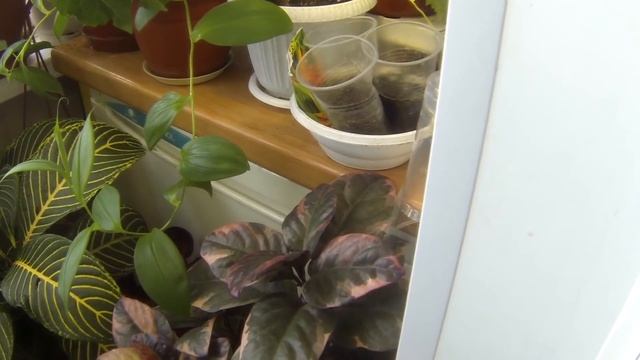 Печалька на балконе. Переделка-перестановка цветов. смотреть онлайн