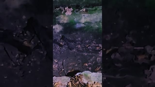 Open Crypt, What's Inside? смотреть онлайн