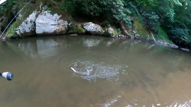 TROUT FISHING with a DUEL BLADE Spinner? (Suprising wildlife encounter..) смотреть онлайн
