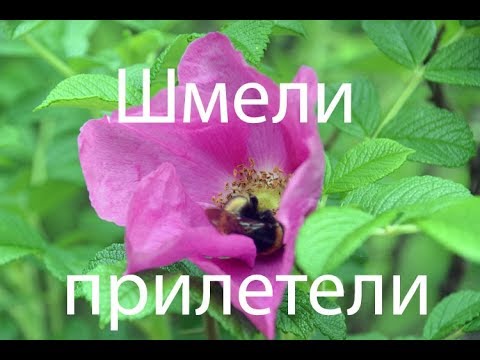 Красота природы - шмель на цветке шиповника смотреть онлайн