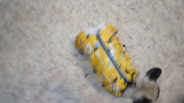 Французский бульдог - зимний комбинезон смотреть онлайн