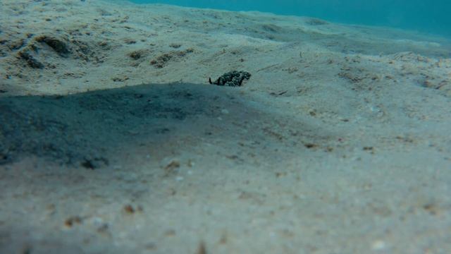 Морской заяц. Sea rabbit. 2 смотреть онлайн