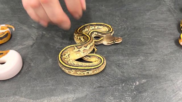 Dark Morph Pied Combos! Combining GHI, Mahogany, Black Pastel and Bongo into Pied Ball Pythons! смотреть онлайн