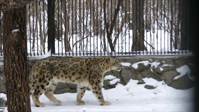 Снежный барс Саян вышел на прогулку 22.11.2022 смотреть онлайн