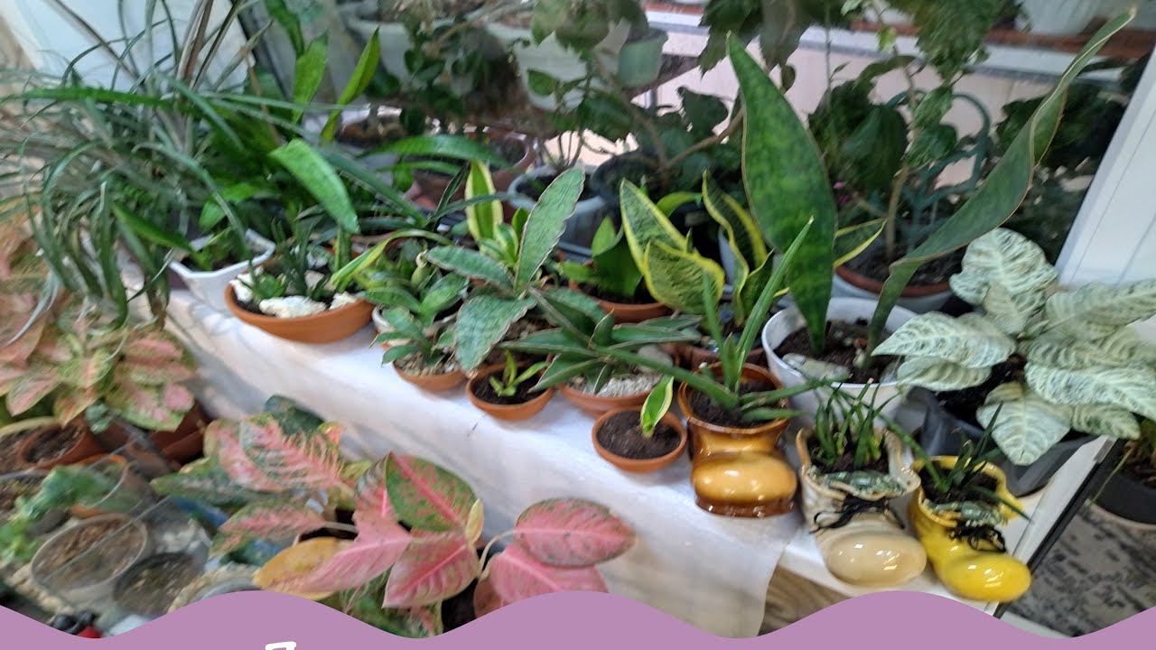 Сансевиерии. Большая пересадка. Будни цветовода.