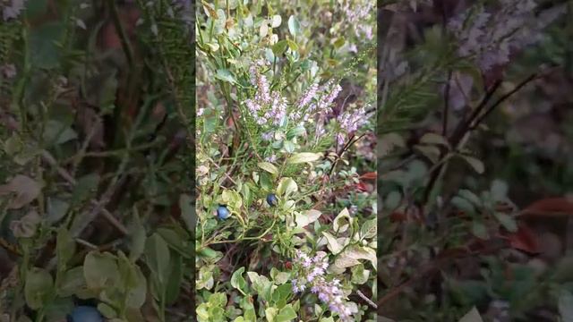 Heather flower #flowers #heather смотреть онлайн