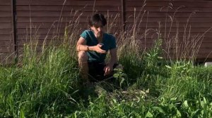 Как растет ПАВЛОВНИЯ в Московской области | Павловния из семян | Как быстро озеленить участок?