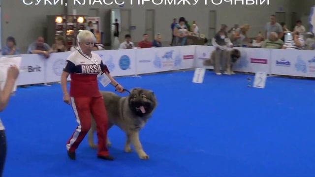 4 ИНТЕРНАЦИОНАЛЬНАЯ МОНОПОРОДНАЯ ВЫСТАВКА «КАВКАЗСКИЕ ОВЧАРКИ 2016» www.r-risk.ru +79262205603 смотреть онлайн
