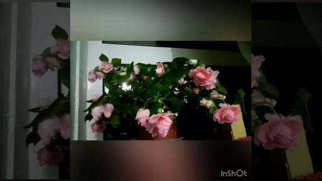 Бальзамин махровый. Неприхотлив смотреть онлайн