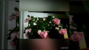 Бальзамин махровый. Неприхотлив