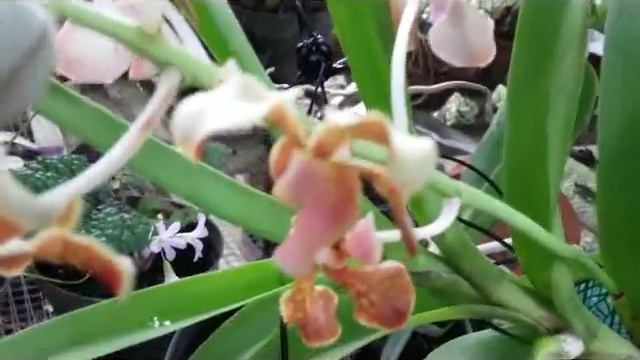 #Jo Jo - Phalaenopsis kingidium & Dendrobium macrophyllum (endangered species orchid) смотреть онлайн