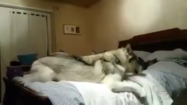 Хаски дома смотреть онлайн