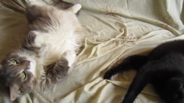 Кайфующие коты))) смотреть онлайн