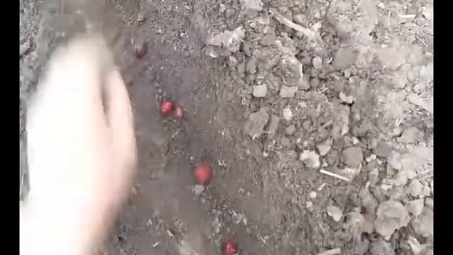 Ассорти. Сажаем Лук - Ред барон и геркулес. смотреть онлайн