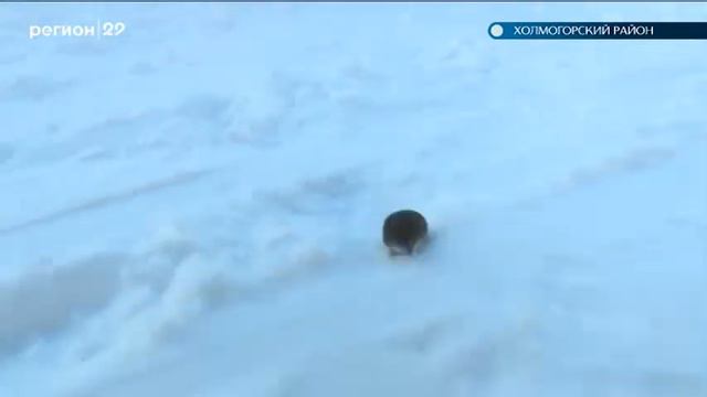 05 02 18 Соревнования хаски Поморские кудесы смотреть онлайн