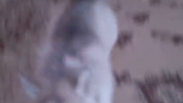 Смешные щенки лают. смотреть онлайн