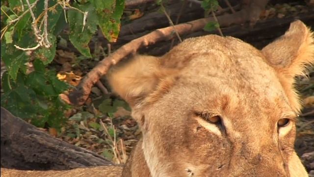 Какой длины львиный коготь и едят ли львы людей? Интересные факты об удивительных львах!