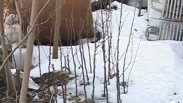Sad Ogorod 2 april смотреть онлайн