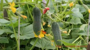 Огурец обыкновенный Изящный (izyashchnyy izyashchnyy) ? обзор: как сажать, семена огурца Изящный