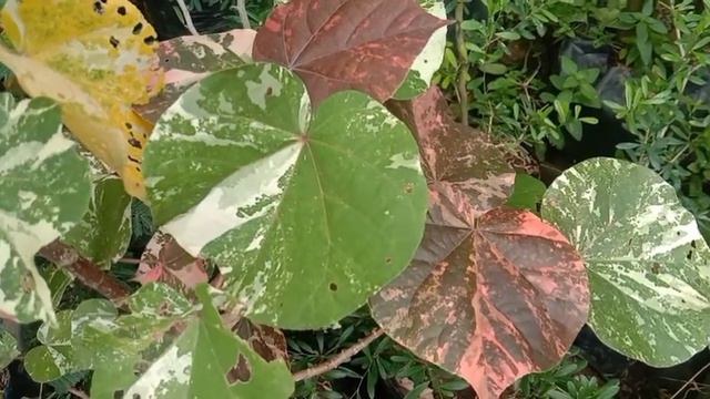 pohon waru varigata / Hibiscus tiliaceus variegata смотреть онлайн