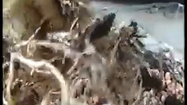 Кркмневит вулканическая добавка для цветов. И орхидей.