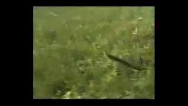 Pros' Pointers смотреть онлайн