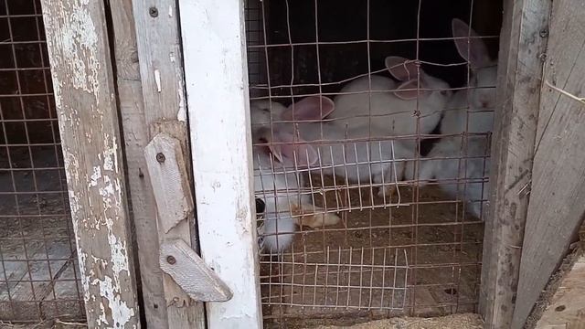 как избавится от комаров в клетках и не только...