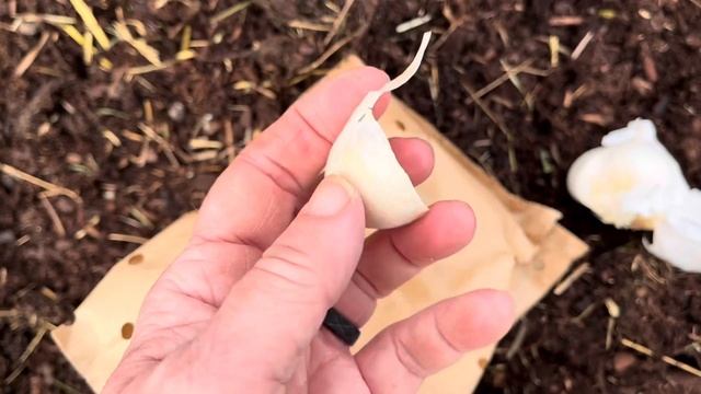 How to Plant Garlic Bulbs! смотреть онлайн