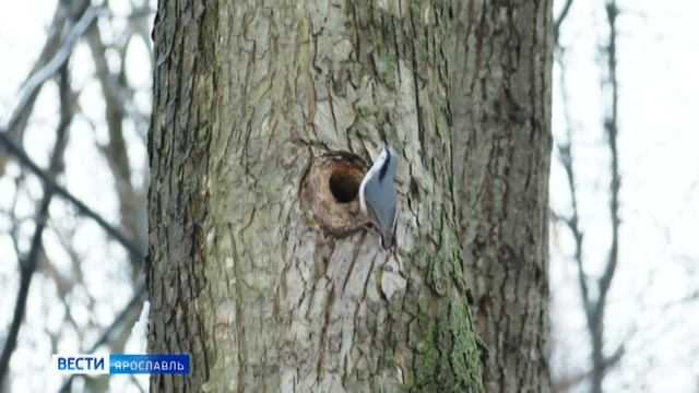 В мэрии Ярославля рассказали, когда закончится "период тишины" и начнется ремонт Павловской рощи смотреть онлайн