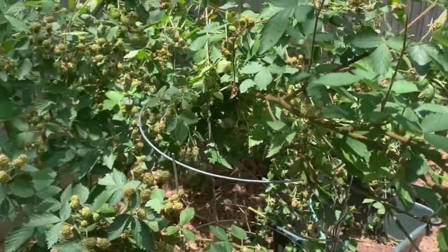 Blackberries Plant!