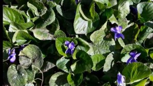 Весенние многолетники в моем саду.Фото и название.