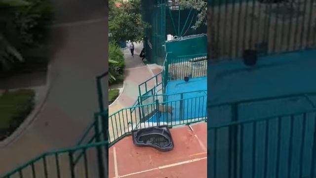 СОЧИ ЗООПАРК. БАРАН С ПЯТЬЮ РОГАМИ! смотреть онлайн