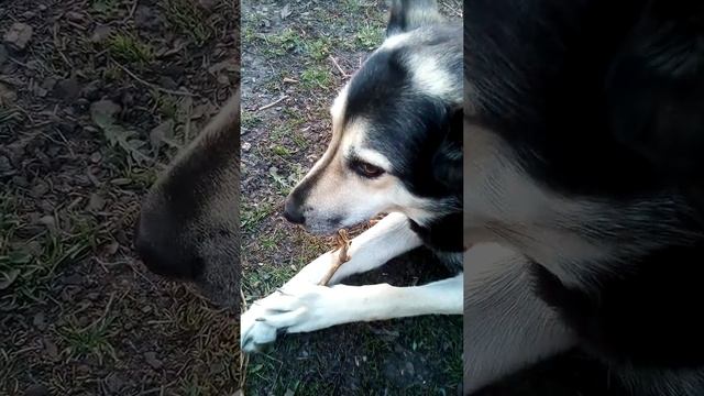 Весенняя обрезка винограда от Герды. Мастер класс. смотреть онлайн